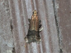 Eulogia ochrifrontella