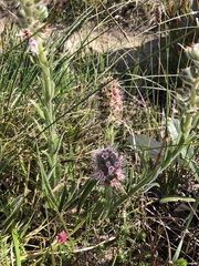 Echiostachys ecklonianus