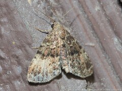 Metalectra richardsi