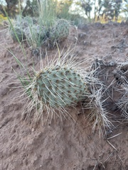Opuntia polyacantha