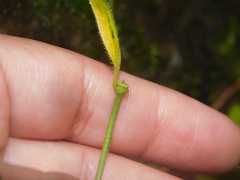 Gonolobinae