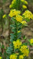 Pimelea flava