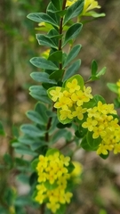 Pimelea flava