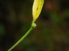Gonolobinae