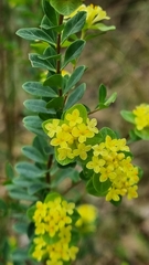 Pimelea flava