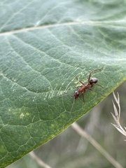 Formica pallidefulva