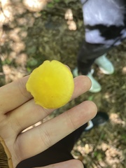 Pluteus chrysophlebius