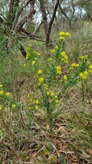 Pimelea flava