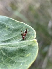 Formica pallidefulva