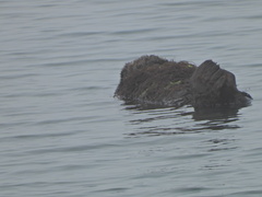 Enhydra lutris nereis