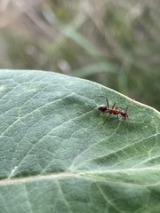 Formica pallidefulva