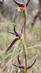 Lyperanthus suaveolens