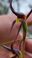 Lyperanthus suaveolens