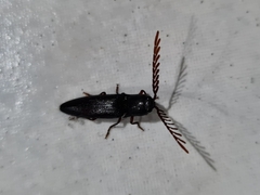 Dicrepidius palmatus