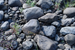 Poa glauca