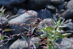 Poa glauca