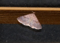 Bleptina caradrinalis