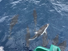 Sagmatias obliquidens