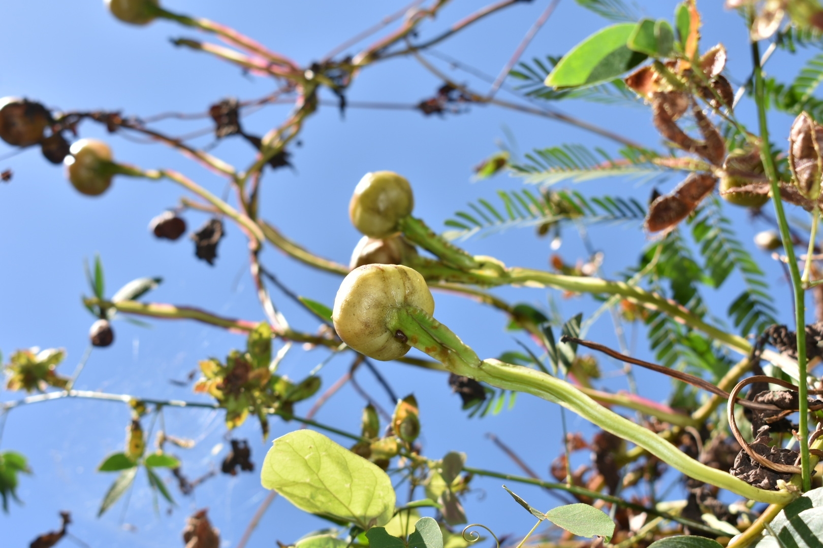 Imagem de Jalapa