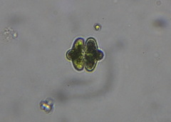 Charophyta
