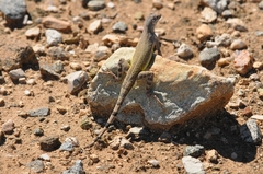 Callisaurus draconoides