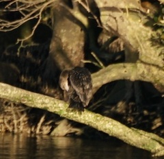 Phalacrocorax sulcirostris