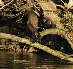 Phalacrocorax sulcirostris