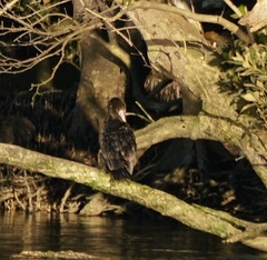 Phalacrocorax sulcirostris