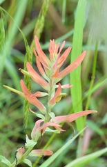 Castilleja patriotica