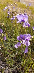 Swainsona procumbens