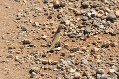 Callisaurus draconoides