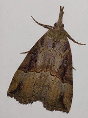 Hypena rostralis