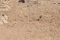 Callisaurus draconoides