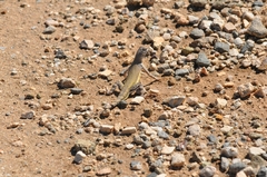 Callisaurus draconoides