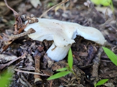 Clitocybaceae
