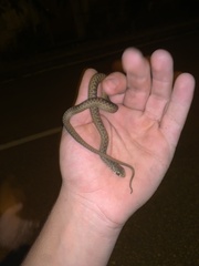 Malpolon monspessulanus