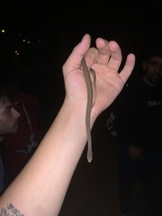 Malpolon monspessulanus