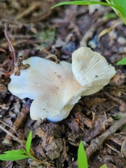 Clitocybaceae