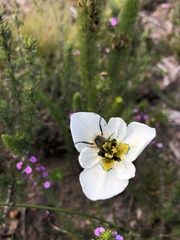 Moraea cantharophila