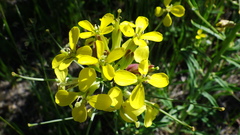Erysimum asperum