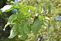Annona