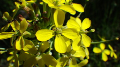 Erysimum asperum