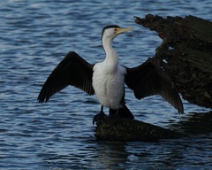 Phalacrocorax varius