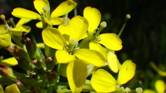 Erysimum asperum