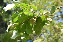 Annona