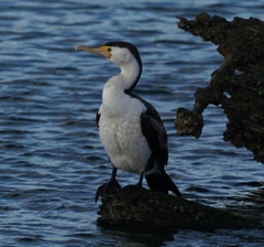 Phalacrocorax varius