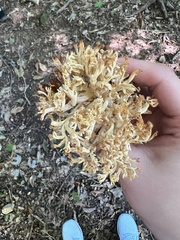 Ramaria rasilispora
