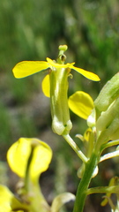 Erysimum asperum