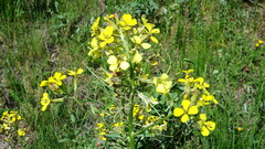 Erysimum asperum