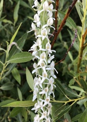 Platanthera dilatata leucostachys